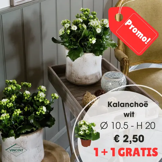 Kalanchoë wit promo