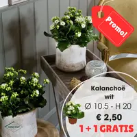 Kalanchoë wit promo
