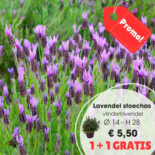 Lavandula stoechas purple italië