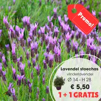 Lavandula stoechas purple italië