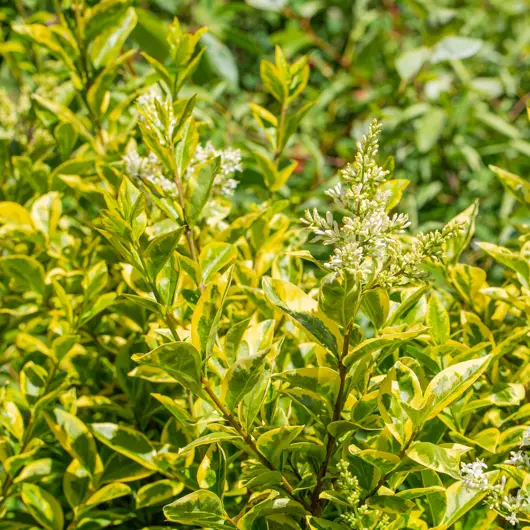 Ligustrum ovalifolium 'aureum' - gele liguster 30/40