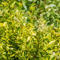 Ligustrum ovalifolium 'aureum' - gele liguster 60/90