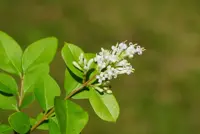 Ligustrum ovalifolium - groene liguster 40/60 - afbeelding 1