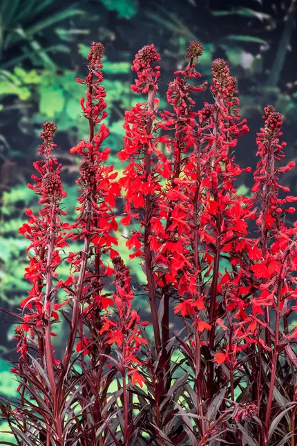 Lobelia fulg. 'Queen Victoria'