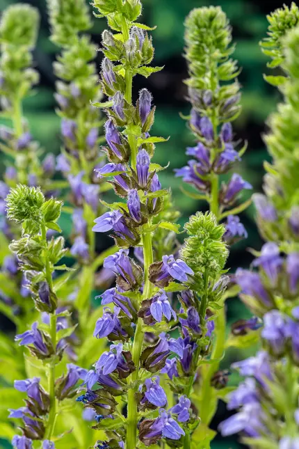 Lobelia syphilitica - afbeelding 2