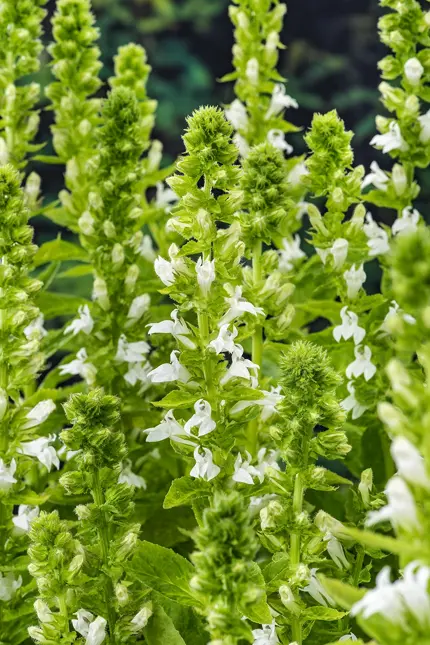 Lobelia syphilitica 'Alba' - afbeelding 2