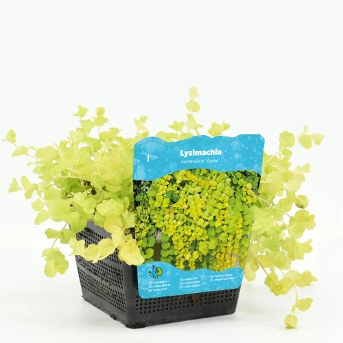 Lysimachia nummularia 'Aurea' (Penningkruid) - afbeelding 1