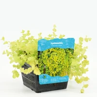 Lysimachia nummularia 'Aurea' (Penningkruid) - afbeelding 1