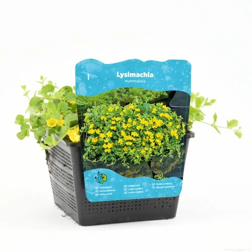 Lysimachia nummularia (Penningkruid) - afbeelding 1