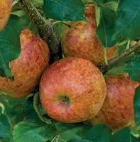Malus dom. rode jonagold - leivorm laagstam - afbeelding 2