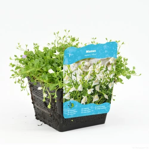 Mazus reptans Wit - afbeelding 1