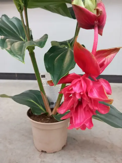 Medinilla - afbeelding 1