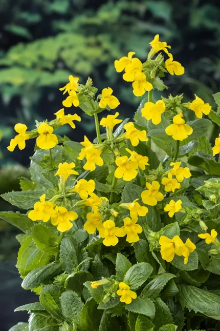 Mimulus luteus (Maskerbloem)