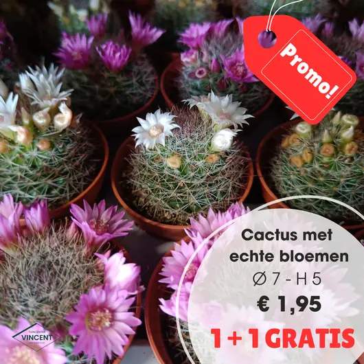 Mini cactus met bloem