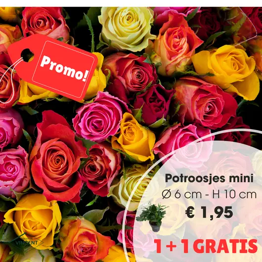 Mini roosjes