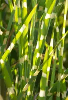 Miscanthus zebrinus (Prachtriet)