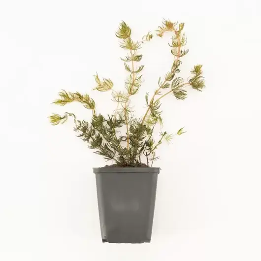 Myriophyllum spicatum