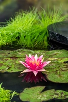 Nymphaea red spider