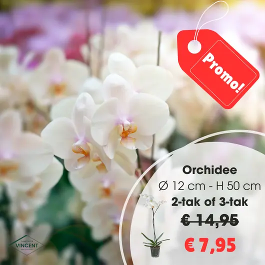 Orchidee 2-tak of 3-tak