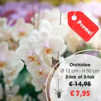Orchidee 2-tak of 3-tak