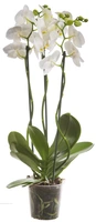 Orchidee 3-tak