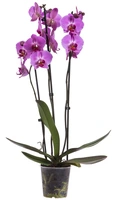 Orchidee 3-tak  D12 H70 - afbeelding 1