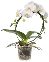 Orchidee boog D12 H50