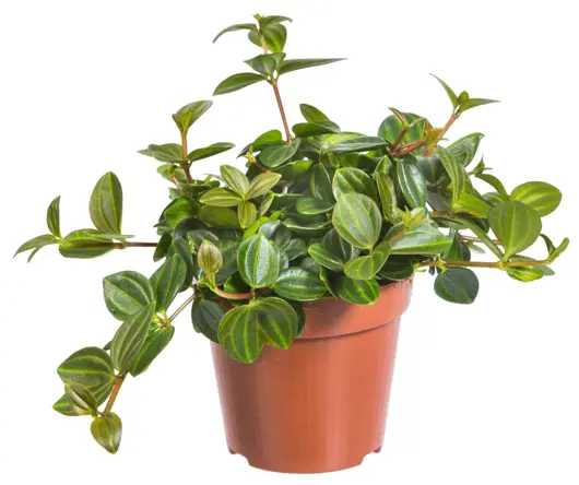 Peperomia angulata 'rocca scuro' D13 H15