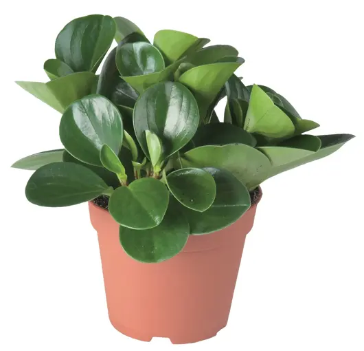 Peperomia obtusifolia 'bohemian bravour' D13 H25