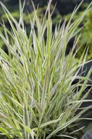 Phalaris arundinacea 'Picta'