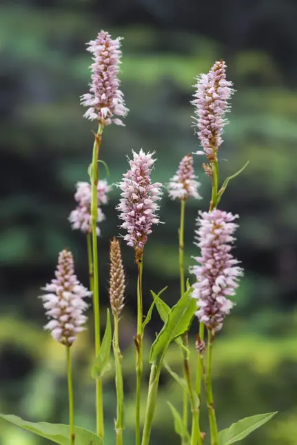 Polygonum bistorta