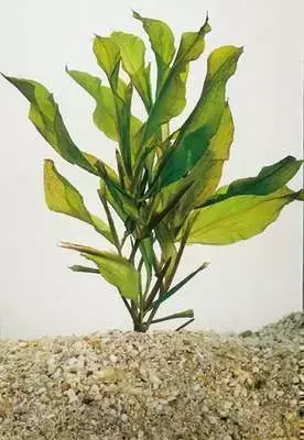 Potamogeton lucens