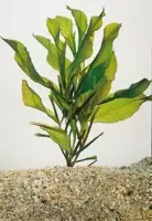 Potamogeton lucens
