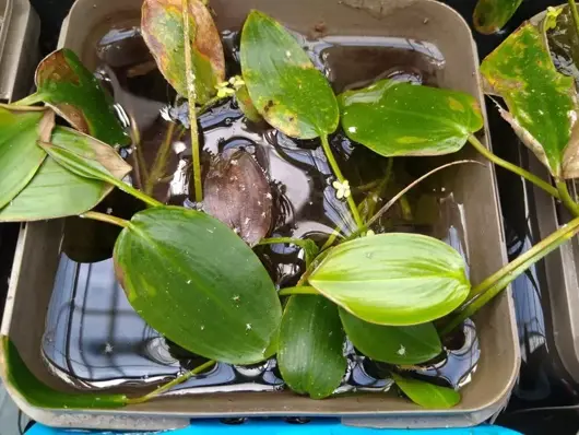 Potamogeton natans