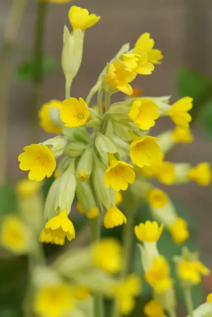 Primula florindae