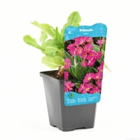 Primula rosea