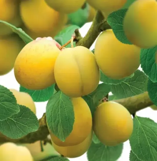 Prunus d. 'mirabelle de nancy' - patiofruit - afbeelding 3