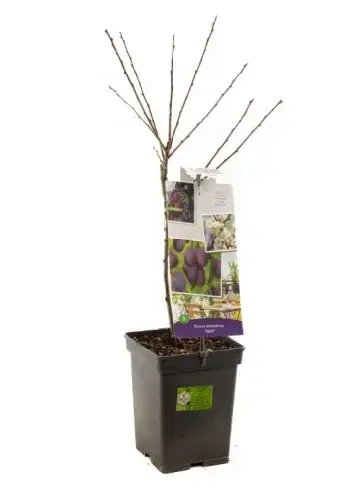 Prunus d. opal - patiofruit - afbeelding 1