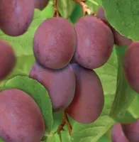 Prunus d. opal - patiofruit - afbeelding 3