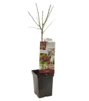 Prunus d. 'victoria' - patiofruit - afbeelding 1