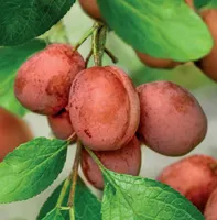 Prunus d. 'victoria' - patiofruit - afbeelding 2