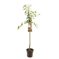 Prunus dom. victoria halfstam 120cm - afbeelding 1