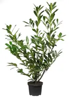 Prunus laurocerasus 'caucasica' 100/125 - image 2