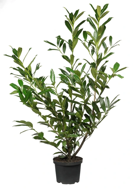 Prunus laurocerasus 'caucasica' 100/125 - afbeelding 1