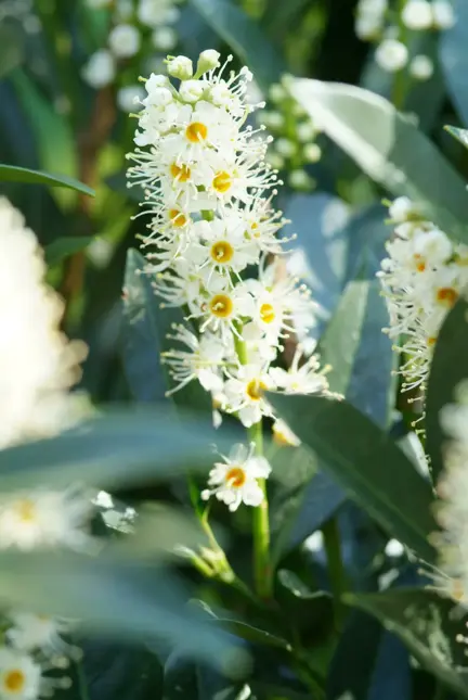 Prunus laurocerasus 'caucasica' 80/100 - afbeelding 2