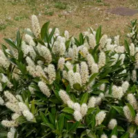 Prunus laurocerasus 'otto luycken' 25/30
