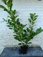 Prunus laurocerasus rotundifolia 100/125