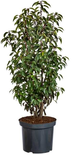 Prunus lusitanica 100/125