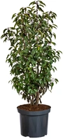 Prunus lusitanica  125/150