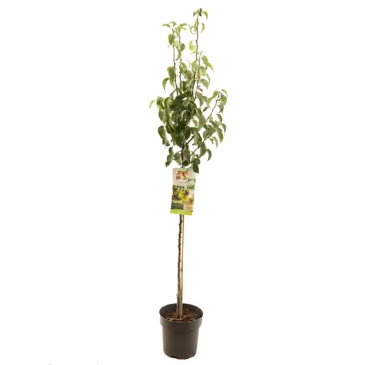 Pyrus comm. conference halfstam 120cm - afbeelding 1